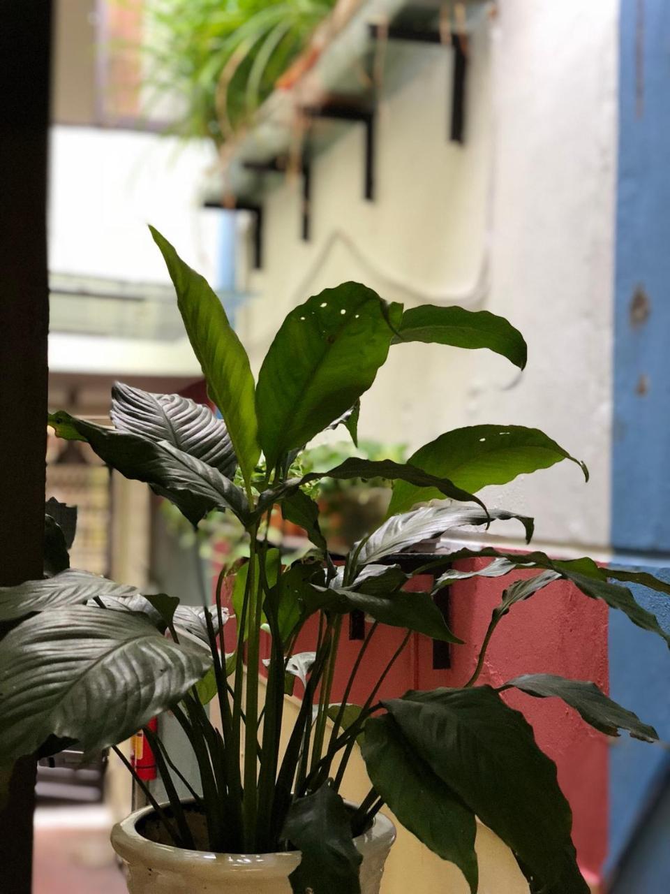 דירות האי פונג Ventana House מראה חיצוני תמונה